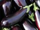Picture of Eggplant