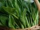 Picture of Choy-Sum