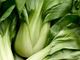 Picture of Bok-Choy
