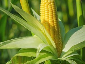 Picture of Corn - Single