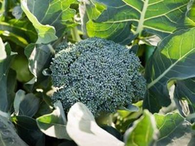 Picture of Broccoli