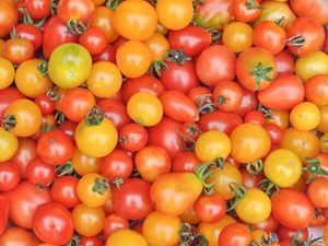 Picture of Tomato - Medley (Rainbow) Cherry