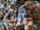 Picture of **WEEKLY SPECIAL** Potatoes - Brushed (5kg bag)