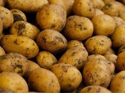 Picture of Potatoes - Dutch Cream (ORGANIC) - 500g