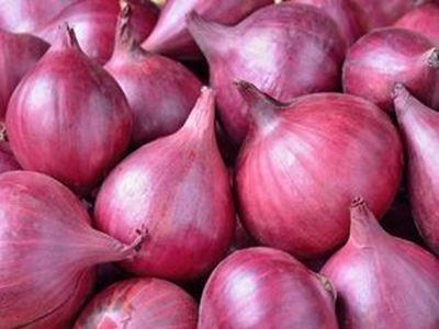 Picture of Onion - Red