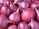Picture of Onion - Red