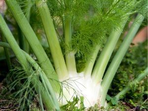 Picture of Fennel - Lge