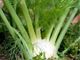 Picture of Fennel - Lge