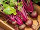 Picture of Beetroot