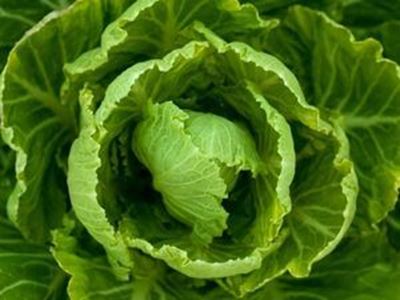 Picture of Lettuce - Cos
