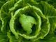 Picture of Lettuce - Cos