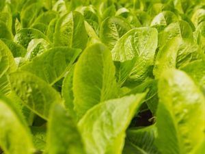 Picture of Lettuce - Cos Heart (250g)