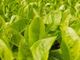 Picture of Lettuce - Cos Heart (250g)