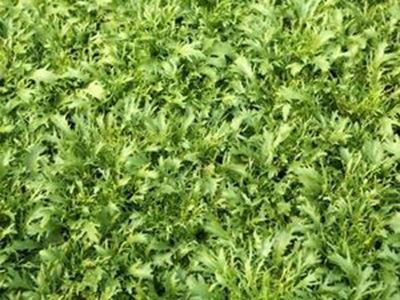 Picture of Lettuce - Rocket Wild (100g)