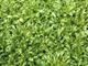 Picture of Lettuce - Rocket Wild (100g)