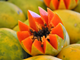 Picture of Papaya
