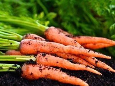 Picture of Carrots