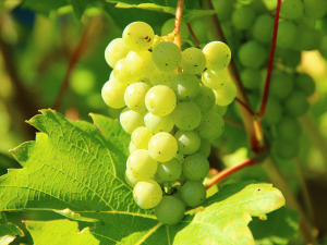 Picture of Grapes - White Seedless (500g)