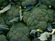 Picture of Broccoli - Organic
