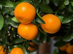 Picture of Mandarins - Imperial - Lge