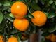 Picture of Mandarins - Imperial - Lge